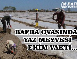 BAFRA OVASINDA YAZ MEYVESİ DİKİMİ BAŞLADI