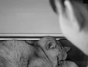 ABD’de kedi yiyen kadına 1 yıl hapis cezası verildi